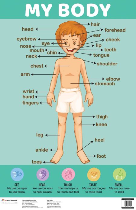 My Body : Charts