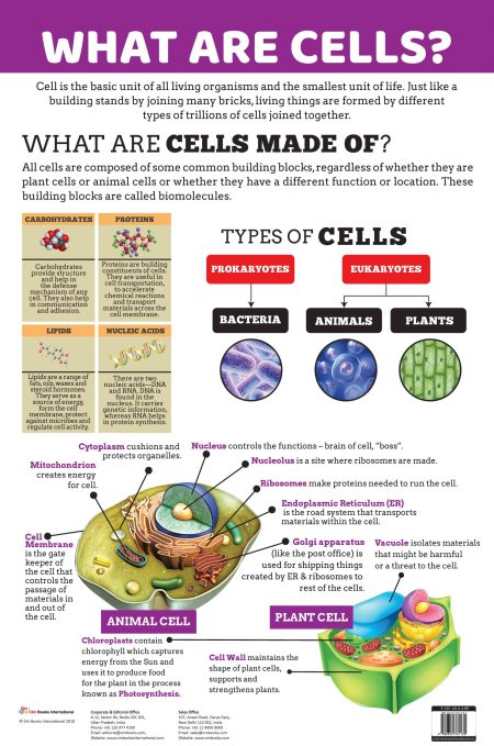 What are Cells? : Charts