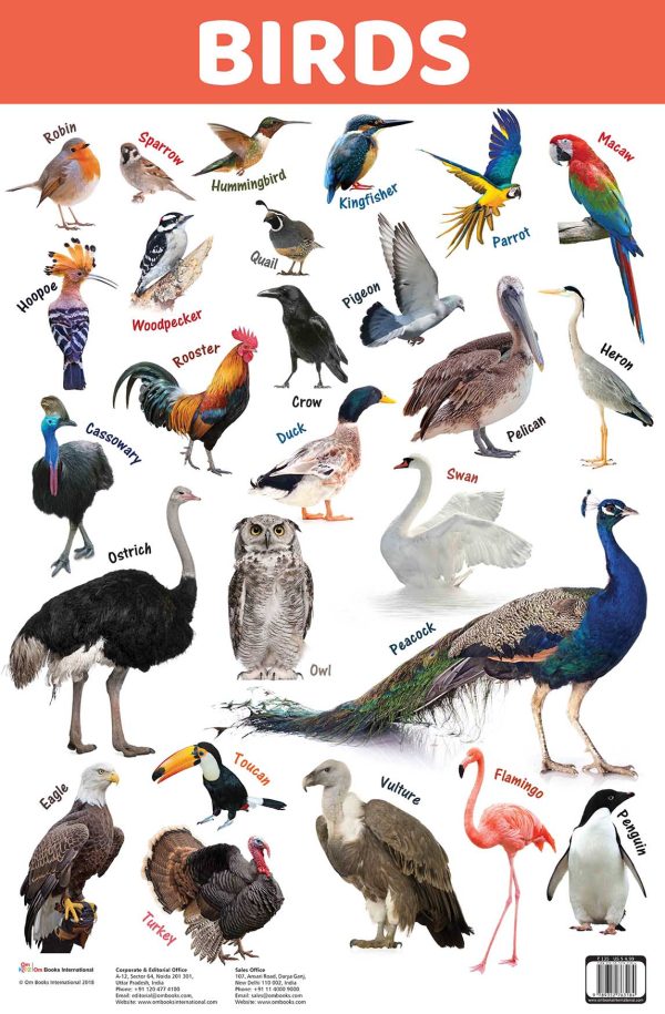 Birds : Charts
