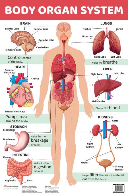 Body Organ System : Charts