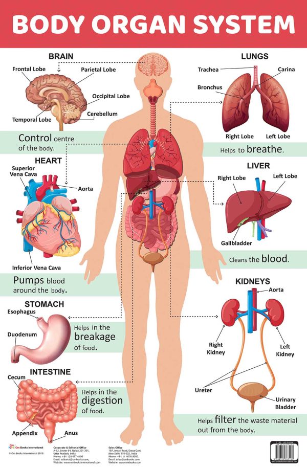 Body Organ System : Charts