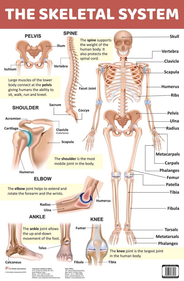 The Skeletal System : Charts
